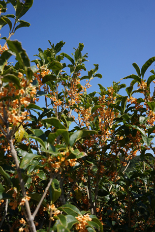b0139477_1330791.jpg