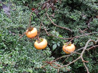 2013年10月29日 伊豆の国_b0098584_17212130.jpg