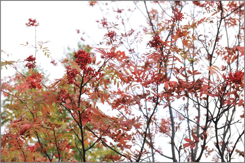 北海道　子連れ旅　【富良野】プリンスホテル_f0215487_17224946.jpg