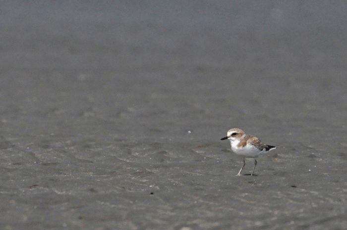 砂浜の鳥さん　＜反嘴鷸・白千鳥・姥鷸　他＞_e0248688_11121266.gif