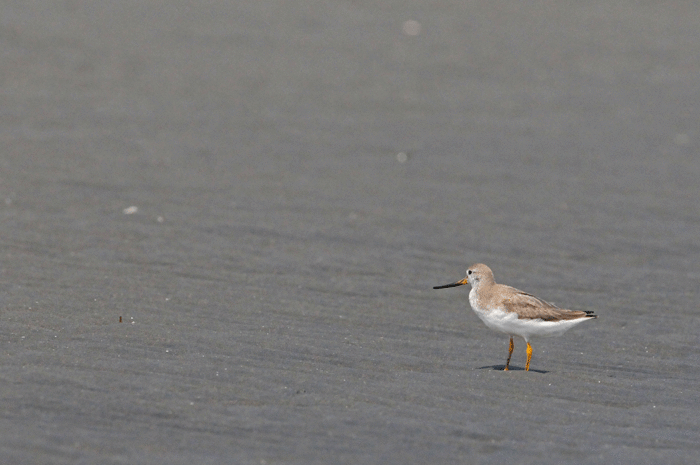 砂浜の鳥さん　＜反嘴鷸・白千鳥・姥鷸　他＞_e0248688_1114073.gif