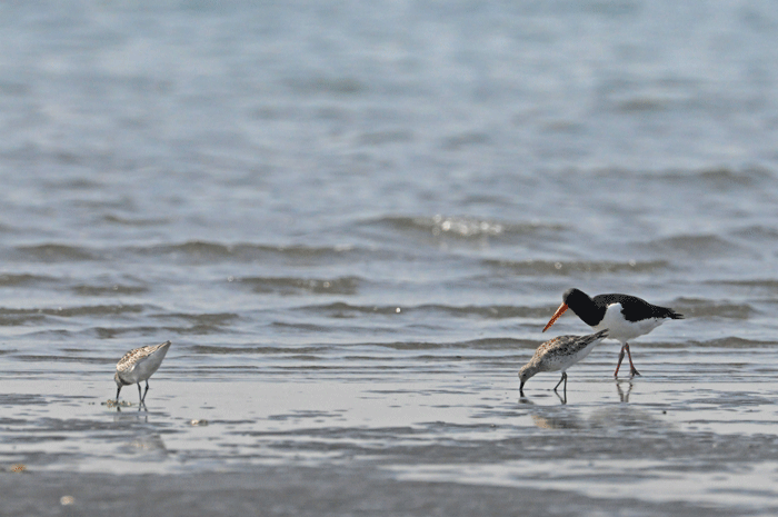 砂浜の鳥さん　＜反嘴鷸・白千鳥・姥鷸　他＞_e0248688_11154025.gif