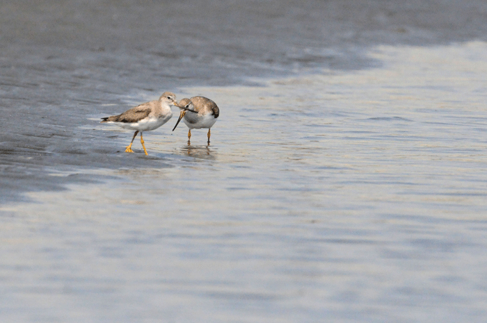 砂浜の鳥さん　＜反嘴鷸・白千鳥・姥鷸　他＞_e0248688_1175010.gif