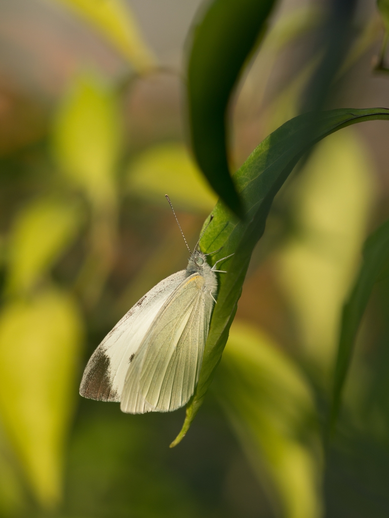 E-M1とSIGMA APO MACRO 150mm F2.8 EX DG HSM」 : Hiro Clover's