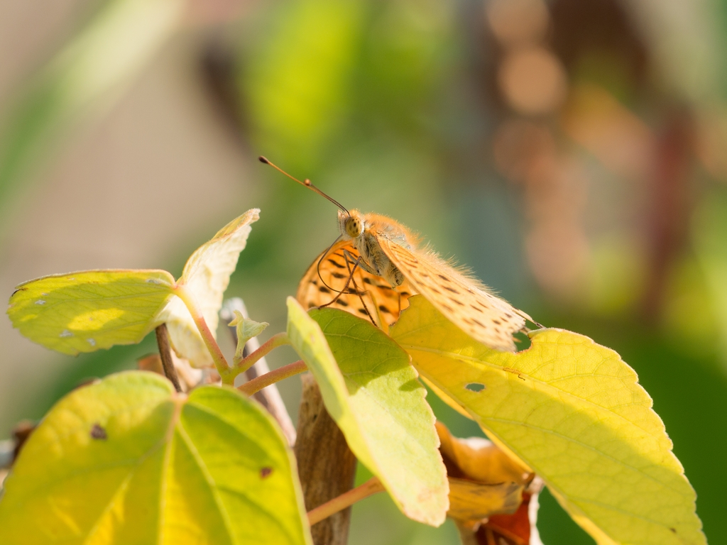 E-M1とSIGMA APO MACRO 150mm F2.8 EX DG HSM」 : Hiro Clover's