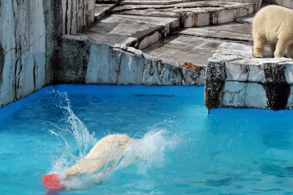 Dive into water ｜ ララ＆ポロロ・マルル 円山動物園_e0319302_15141751.jpg