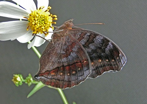 a0117305_23321450.jpg