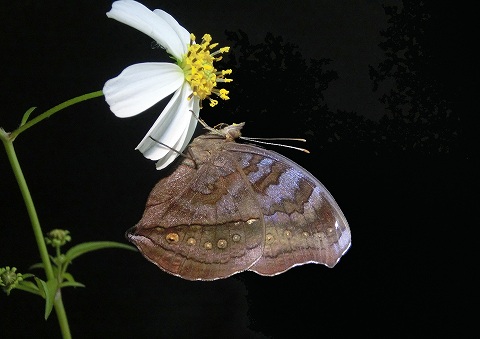 a0117305_23322290.jpg