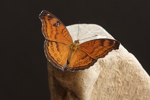 a0117305_23392761.jpg