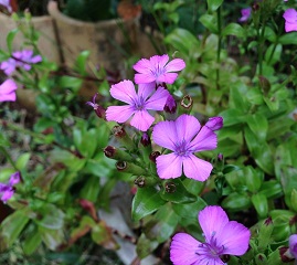 f0162908_23262053.jpg