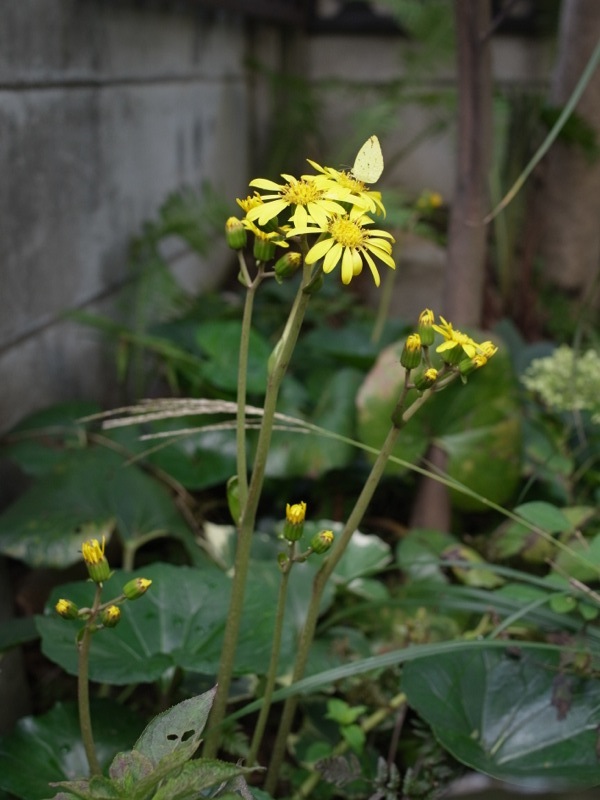 花終了_e0276411_11215671.jpg