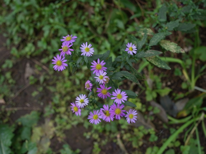 花終了_e0276411_112273.jpg