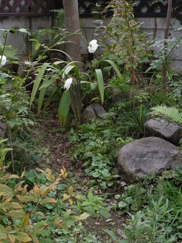 花終了_e0276411_1129353.jpg