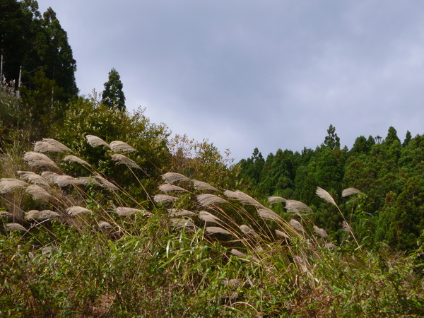 京の里山、花背に遊ぶ♪_e0233614_937933.jpg