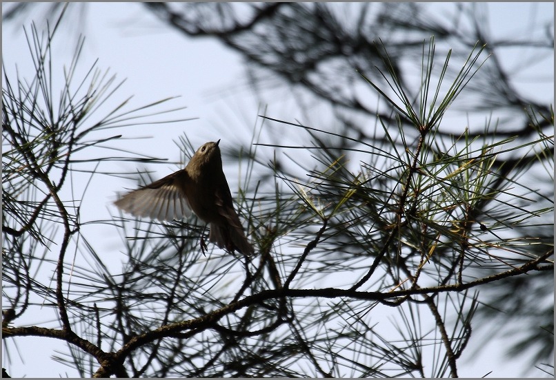 息抜きの鳥見_f0221514_18103578.jpg