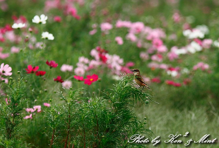 花絡み♪ 「ノビタキ」 さん♪ byミント編_e0218518_19184836.jpg