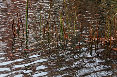 ♪　錦秋の鎌池にて　♪_e0242721_9134026.jpg