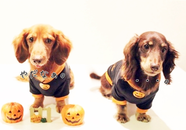 ハロウィン ショップカートオープンのご案内 ハンドメイド犬服 Jack Camera