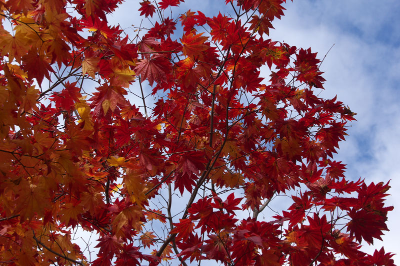 中島公園　美しい紅葉風景　２_e0001123_941131.jpg