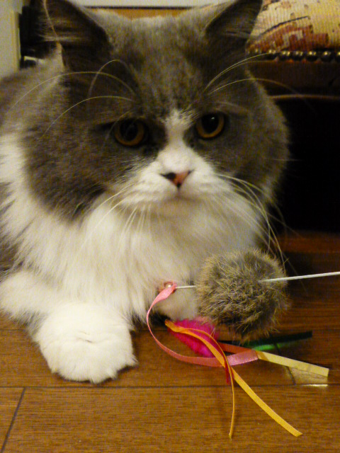 猫のおもちゃ_e0237625_21191678.jpg