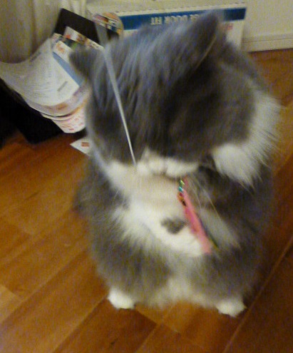 猫のおもちゃ_e0237625_21195819.jpg