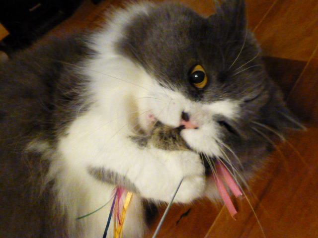 猫のおもちゃ_e0237625_21222599.jpg