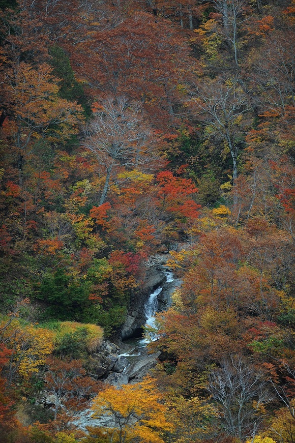 白山スーパー林道（２）_a0229627_1045115.jpg