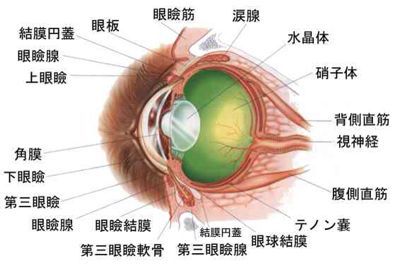 眼科セミナー_f0222527_17471289.jpg