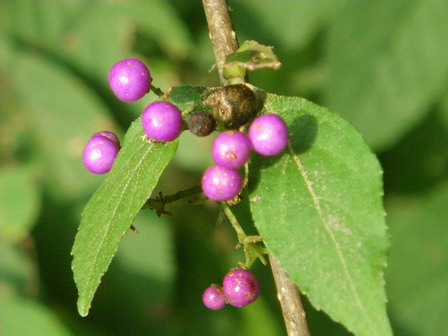 a0123836_1827255.jpg
