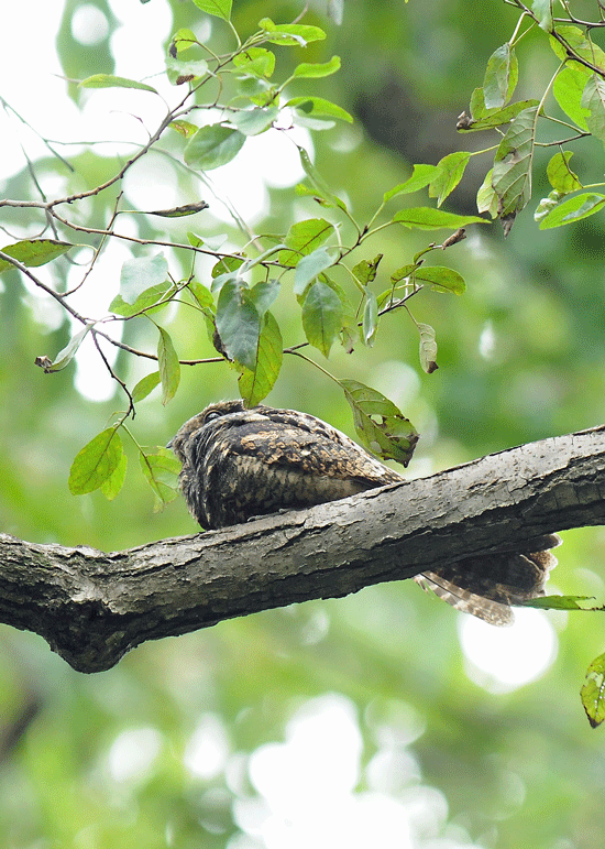 ヨタカ 夜鷹 野鳥との出会い ヨタカ 夜鷹 野鳥との出会い