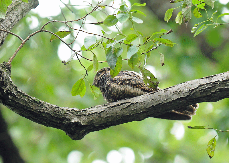 ヨタカ 夜鷹 野鳥との出会い ヨタカ 夜鷹 野鳥との出会い
