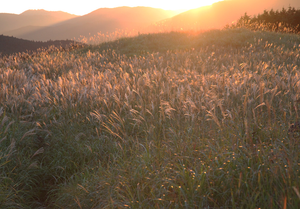 曽爾村 曽爾高原 ススキ 2 魅せられて大和路