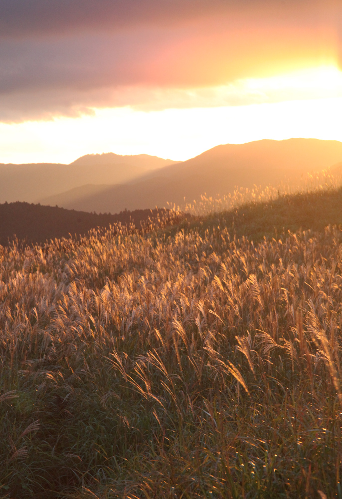 曽爾村 曽爾高原 ススキ 2 魅せられて大和路