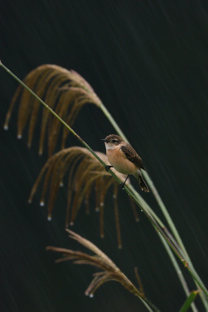 雨の情景（１）_d0082946_2110250.jpg