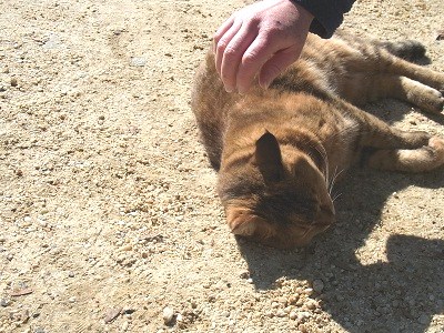 その後のテント＆旅先の動物たち_a0251851_291457.jpg