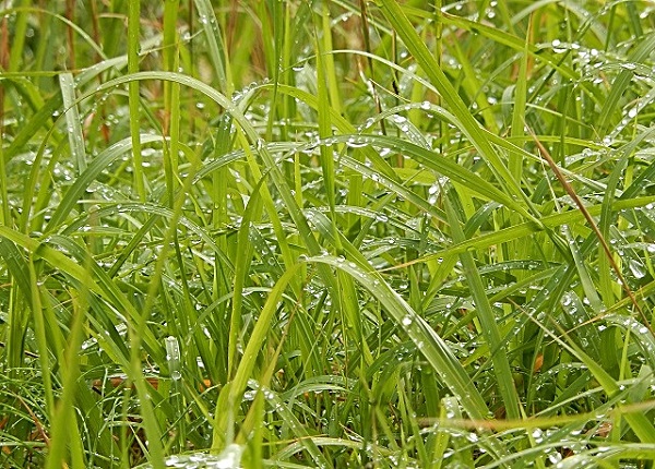 　　　　　　　　　　　　　　　　　　　　　　　　　　　　雨上がりの朝　10月30日（水）_d0075453_1544841.jpg