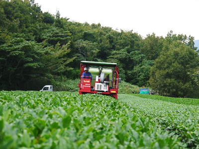 菊池水源茶　秋冬茶の茶摘_a0254656_16503237.jpg