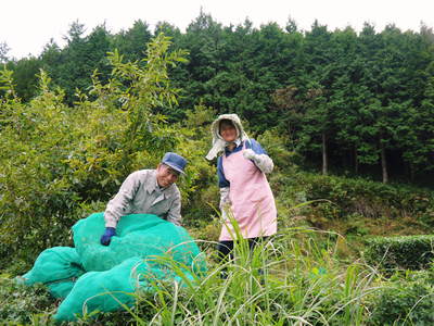 菊池水源茶 秋冬茶の茶摘_a0254656_17124617.jpg