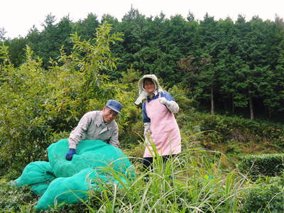 菊池水源茶　秋冬茶の茶摘_a0254656_17124617.jpg