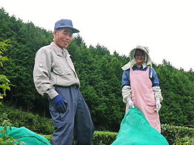 菊池水源茶 秋冬茶の茶摘_a0254656_1717598.jpg