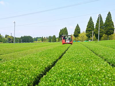 菊池水源茶　秋冬茶の茶摘_a0254656_1725143.jpg