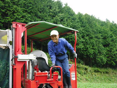 菊池水源茶 秋冬茶の茶摘_a0254656_1734321.jpg