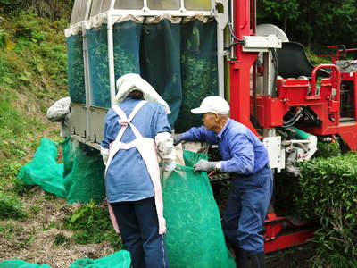 菊池水源茶　秋冬茶の茶摘_a0254656_17381992.jpg