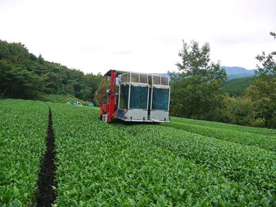 菊池水源茶　秋冬茶の茶摘_a0254656_17454730.jpg