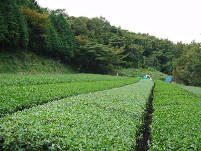 菊池水源茶　秋冬茶の茶摘_a0254656_18101682.jpg