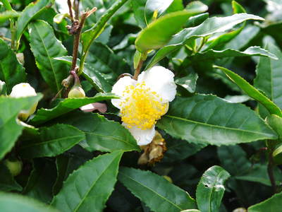 菊池水源茶　秋冬茶の茶摘_a0254656_1833383.jpg