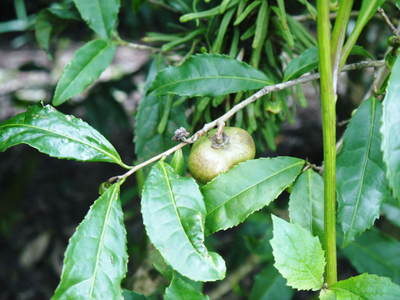 菊池水源茶 秋冬茶の茶摘_a0254656_1864832.jpg