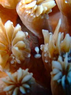 「サンゴ海へ!」_b0033573_2211419.jpg