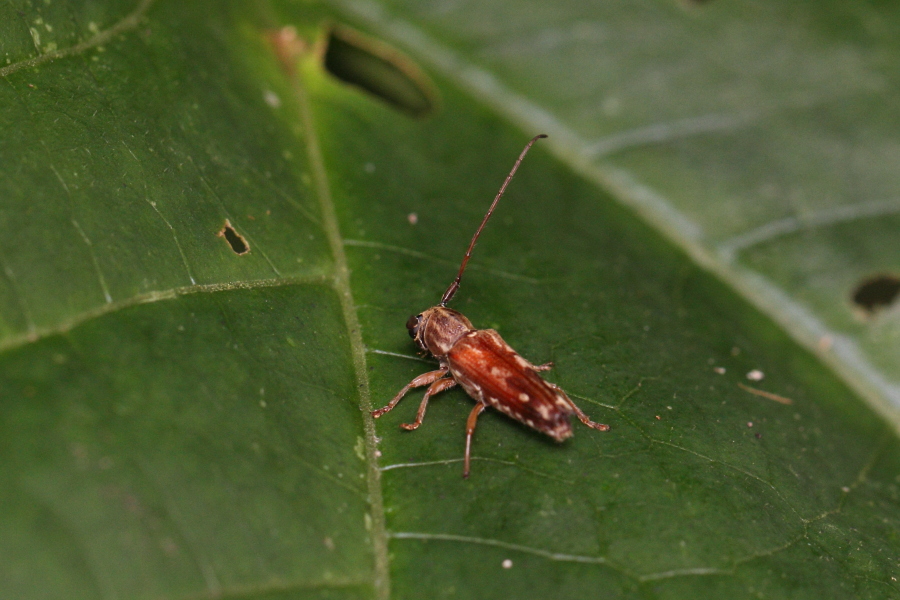 カミキリムシの仲間-5　（2013年11月3日）_e0272773_21175331.jpg