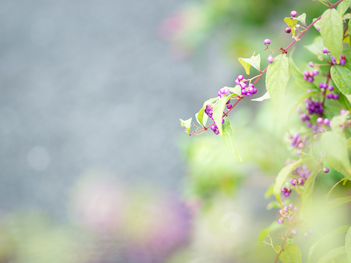 雨上がりのお散歩_a0161380_1134032.jpg